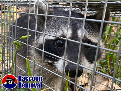 San Bernardino raccoon trapping